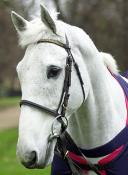 Desert Orchid