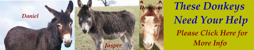 Donkey Heaven Link