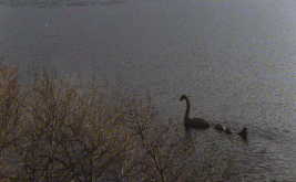 Nessie on the Loch